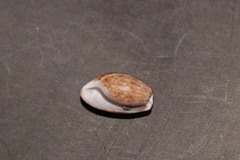 Bulla striata striata