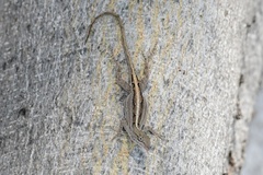 Anolis sagrei sagrei