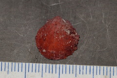 Spondylus gaederopus