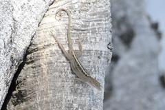 Anolis sagrei sagrei