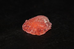 Spondylus gaederopus