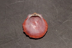 Spondylus gaederopus