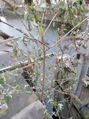 Buddleja davidii