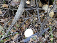 Todiramphus sanctus vagans