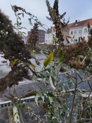 Buddleja davidii