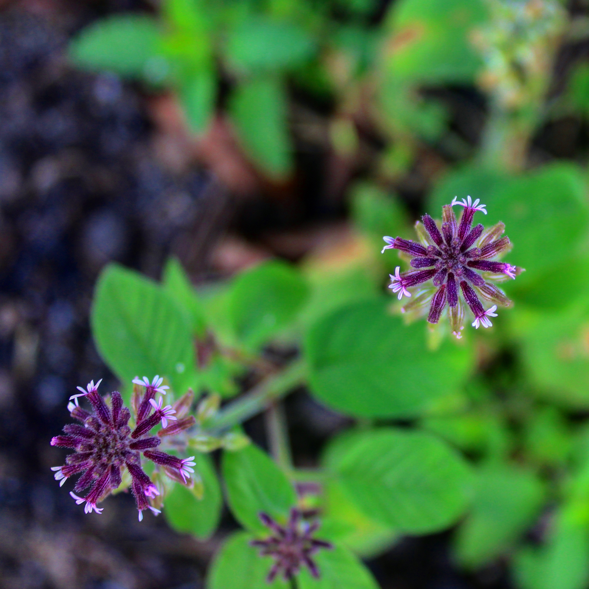 Cuphea circaeoides