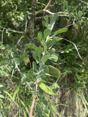 Gymnosporia glaucophylla