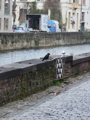 Corvus monedula