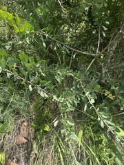 Gymnosporia glaucophylla