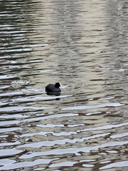 Fulica atra