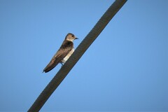 Stelgidopteryx serripennis ridgwayi