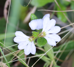 Scaevola albida