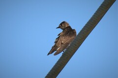 Stelgidopteryx serripennis ridgwayi