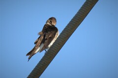 Stelgidopteryx serripennis ridgwayi