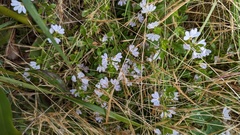 Scaevola albida