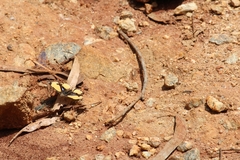 Junonia hierta hierta