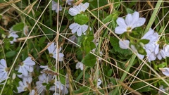 Scaevola albida