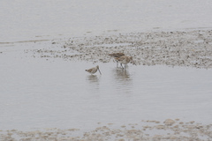 Limnodromus semipalmatus