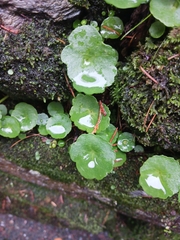 Umbilicus rupestris