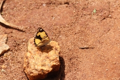 Junonia hierta hierta