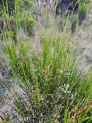 Leptomeria drupacea