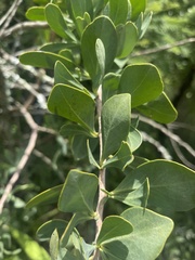 Gymnosporia buxifolia