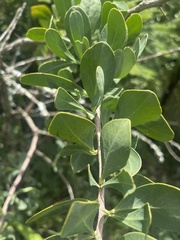 Gymnosporia buxifolia