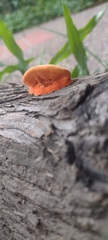 Trametes sanguinea