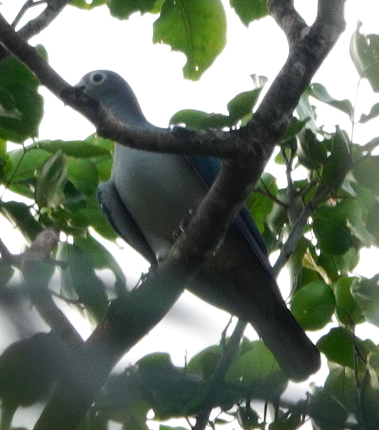 Spectacled Imperial Pigeon (Ducula perspicillata), photo 3