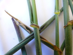 Ehrharta villosa