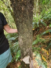 Cyathea smithii