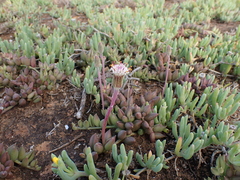 Curio radicans
