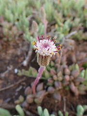 Curio radicans