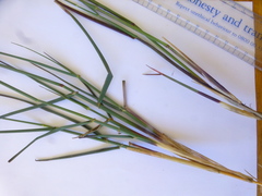 Ehrharta villosa