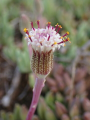 Curio radicans