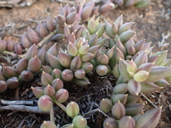 Curio radicans