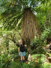 Cyathea smithii