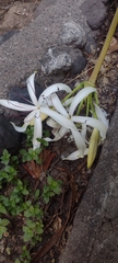 Crinum americanum