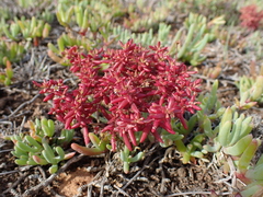 Crassula expansa