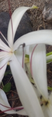 Crinum americanum