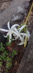 Crinum americanum