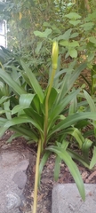 Crinum americanum