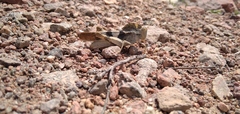 Pyrgodera armata