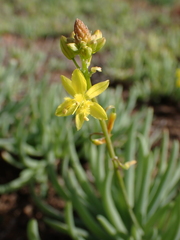 Bulbine frutescens
