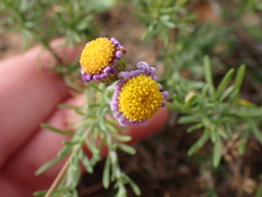 Asteraceae