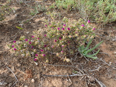 Drosanthemum fourcadei