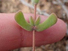 Drosanthemum fourcadei