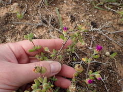 Drosanthemum fourcadei