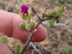 Drosanthemum fourcadei