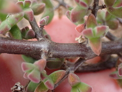 Drosanthemum fourcadei